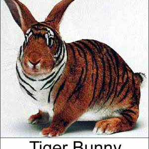 tiger_bunny.jpg